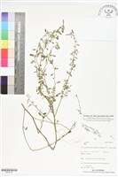 登錄號:BS06132藏品圖，第1張