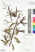 登錄號:BS06134藏品圖，第1張
