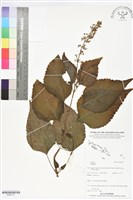 登錄號:BS06137藏品圖，第1張