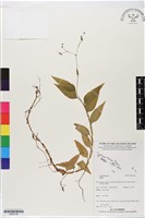 登錄號:BS06138藏品圖，第1張