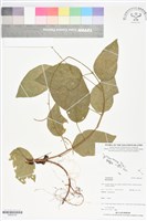登錄號:BS06140藏品圖，第1張