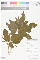 登錄號:BS06142藏品圖，第1張