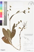 登錄號:BS06143藏品圖，第1張