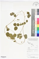 登錄號:BS06144藏品圖，第1張