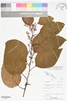 登錄號:BS06145藏品圖，第1張