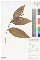 登錄號:BS06147藏品圖，第1張