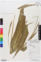 登錄號:BS06148藏品圖，第1張