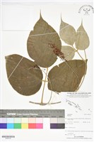 登錄號:BS06152藏品圖，第1張