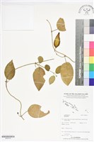 登錄號:BS06153藏品圖，第1張