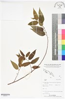 登錄號:BS06154藏品圖，第1張