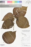 登錄號:BS06156藏品圖，第1張