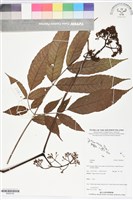 登錄號:BS06162藏品圖，第1張