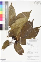 登錄號:BS06163藏品圖，第1張