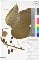 登錄號:BS06164藏品圖，第1張