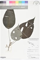 登錄號:BS06165藏品圖，第1張