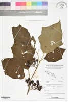 登錄號:BS06167藏品圖，第1張