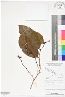 登錄號:BS06168藏品圖，第1張