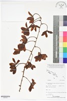 登錄號:BS06169藏品圖，第1張