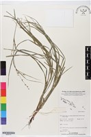 登錄號:BS06170藏品圖，第1張