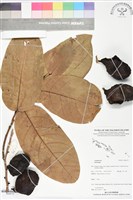 登錄號:BS06172藏品圖，第1張