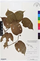 登錄號:BS06174藏品圖，第1張