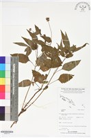 登錄號:BS06179藏品圖，第1張