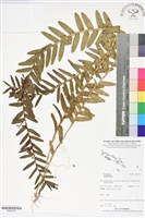 登錄號:BS06180藏品圖，第1張