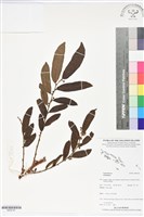 登錄號:BS06181藏品圖，第1張