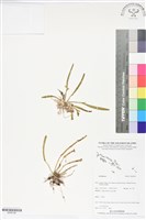登錄號:BS06182藏品圖，第1張