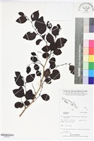 登錄號:BS06183藏品圖，第1張