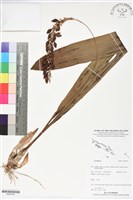 登錄號:BS06184藏品圖，第1張