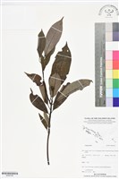 登錄號:BS06185藏品圖，第1張