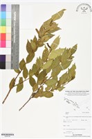 登錄號:BS06186藏品圖，第1張
