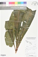 登錄號:BS06187藏品圖，第1張