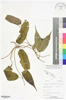 登錄號:BS06188藏品圖，第1張