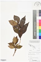 登錄號:BS06189藏品圖，第1張