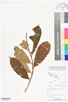 登錄號:BS06190藏品圖，第1張