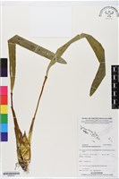 登錄號:BS06191藏品圖，第1張