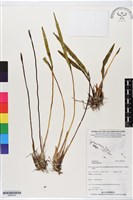 登錄號:BS06192藏品圖，第1張