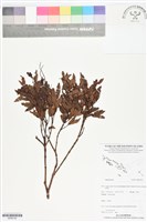 登錄號:BS06194藏品圖，第1張