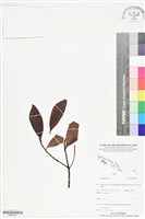 登錄號:BS06195藏品圖，第1張
