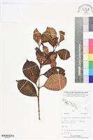 登錄號:BS06196藏品圖，第1張