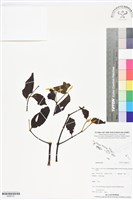 登錄號:BS06197藏品圖，第1張