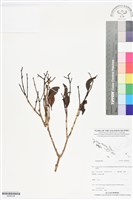 登錄號:BS06198藏品圖，第1張