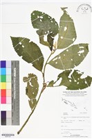 登錄號:BS06199藏品圖，第1張