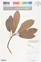 登錄號:BS06200藏品圖，第1張