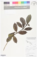 登錄號:BS06201藏品圖，第1張
