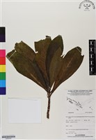 登錄號:BS06202藏品圖，第1張