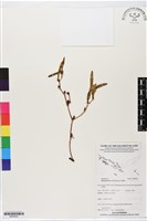 登錄號:BS06203藏品圖，第1張