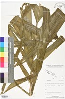 登錄號:BS06204藏品圖，第1張